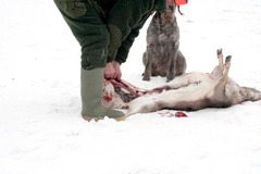 Killikus&reg; Fotographie